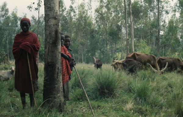 BURUNDI, Tribal People, Hutu children and cattle herd.