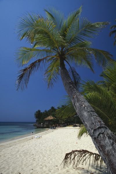 HONDURAS, Bay Islands, Roatan, Sandy beach and palm tree at West Bay with thatched beach hut and