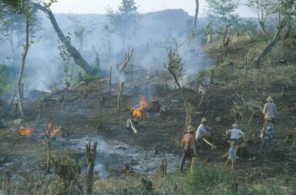 INDONESIA, Lombok, Environment, Aftermath of traditional slash and burn method of forest clearance