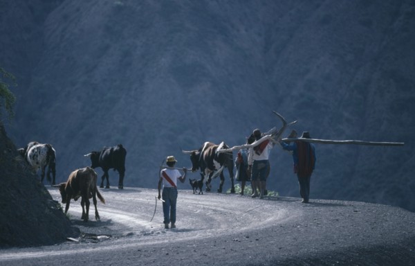 20072677 BOLIVIA Potosi Agriculture Farming family with livestock and plough returning home after days work.