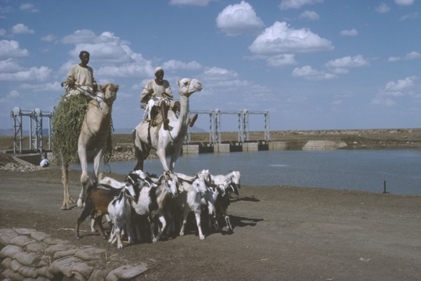 SUDAN, Agriculture, Camel riders with goat herd passing the Rahad Dam.
