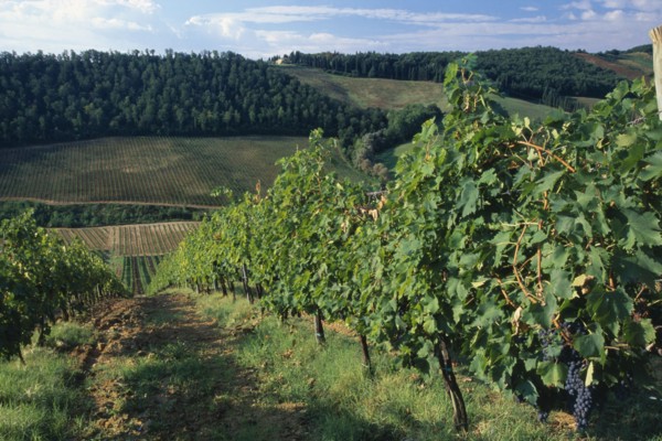 ITALY, Tuscany, San Gimignano, Landscape with vineyards and sloping fields.