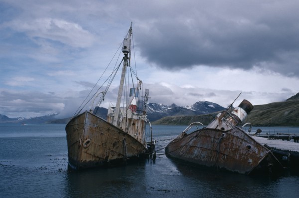 ANTARCTICA, South Georgia, Grytviken, Abandoned whale catchers semi capsized in the water.