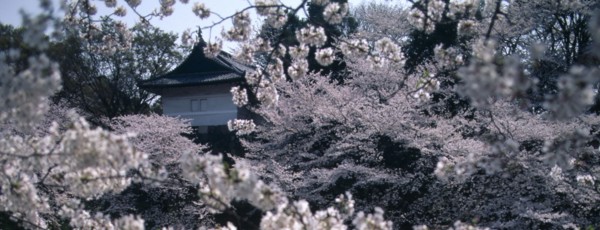 JAPAN, Honshu, Tokyo, Chidorigafuchi Park. Panoramic view of cherry blossom at Tayasu-mon gate on