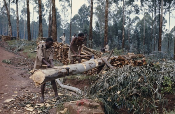 RWANDA, Environment, Deforestation, Felling trees.
