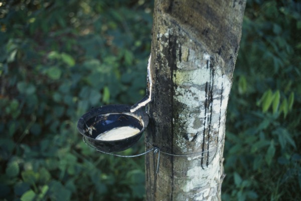 IVORY COAST, Industry, Rubber tree