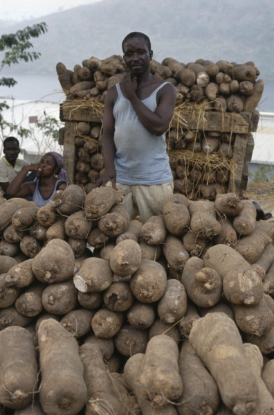 GHANA, Markets, Man with yams for sale.