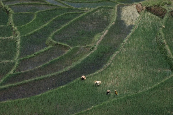 MADAGASCAR, Farming, Women working in terraced rice fields.