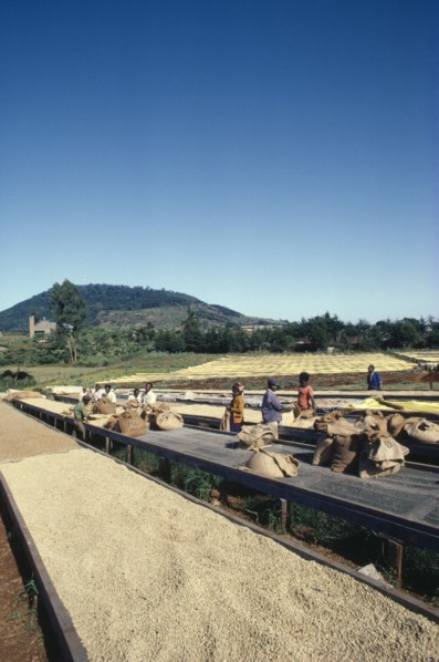 KENYA, Agriculture, Harvested coffee beans laid out to dry in the sun on raised platforms on Kikuyu