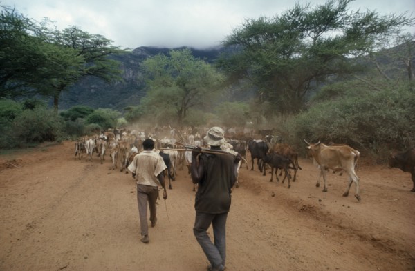 KENYA, Baro, Herdsmen with cattle on dusty unmade road.