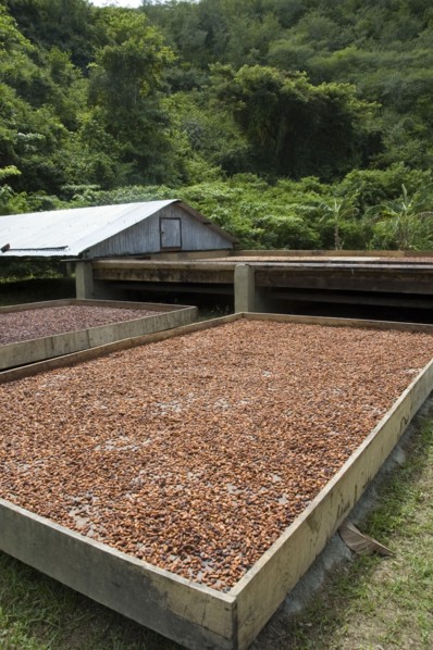 VENEZUELA, Sucre State, Cacao drying facility with moveable roof in background.