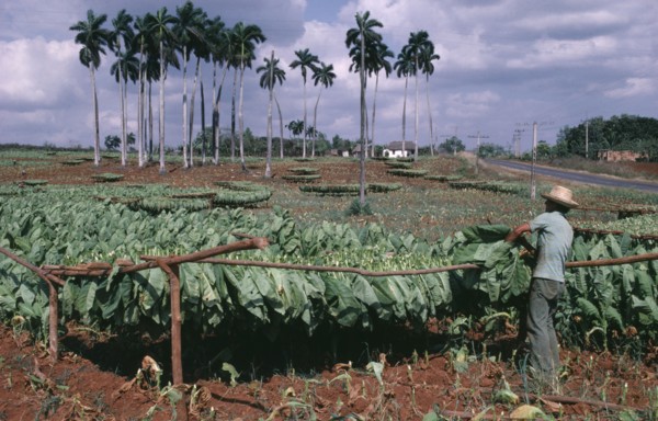CUBA, Pinar del Rio, Man tying harvested tobacco leaves on to wooden racks to dry.