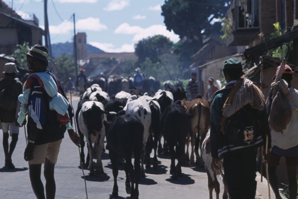 MADAGASCAR, Agriculture, Road to Ambalavao. Herdsman driving Zebu cattle along road through small