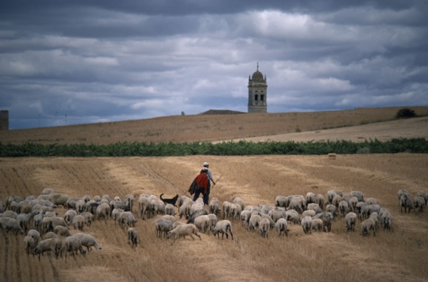 SPAIN, Agriculture, Shepherds with flock on stubble field with church bell tower in distance behind