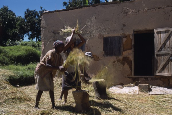 MADAGASCAR, Agriculture, Road to Ranomanfana. Village women thrashing wheat outside building