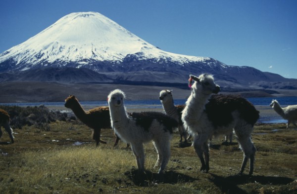 CHILE, Lauca National Park, "Llamas by Lago Chungara, with Volcano Payachata in the background."