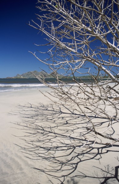 MADAGASCAR, Fort Dauphin, Lokaro, View through leafless tree branches towards sandy beach and sea