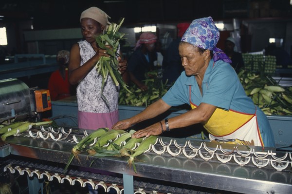 SOUTH AFRICA, Western Cape, Industry, Women packing sweetcorn at Mooiberg fruit and vegetable farm
