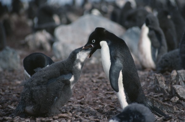 ANTARCTICA, Torgesson Island, Adult Adelie Penguin feeding young
