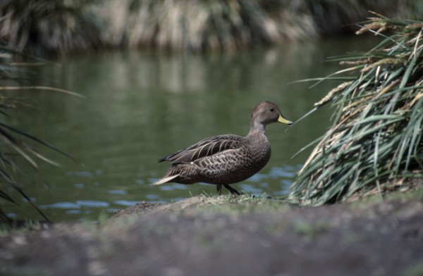 ANTARCTICA, South Georgia, Bay of Isles, Georgia Pintail bird
