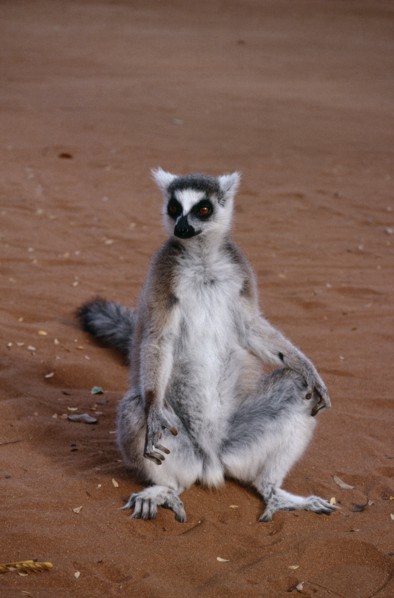 MADAGASCAR, Berenty Reserve, Ring tailed Lemur sat on ground