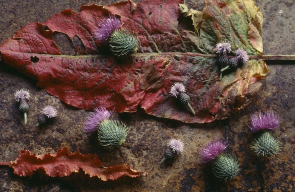 ENGLAND, West Sussex, Woodmancote, Floral still life with saw wort and thistle heads on sorrel