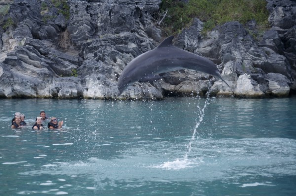 BERMUDA, Southampton, Dolphin Quest. Captive Dolpin performing tricks above water with tourists in