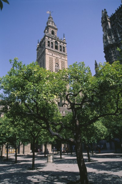 SPAIN, Andalucia, Seville, La Giralda Cathedral minaret seen from Patio De Los Naranjos in the