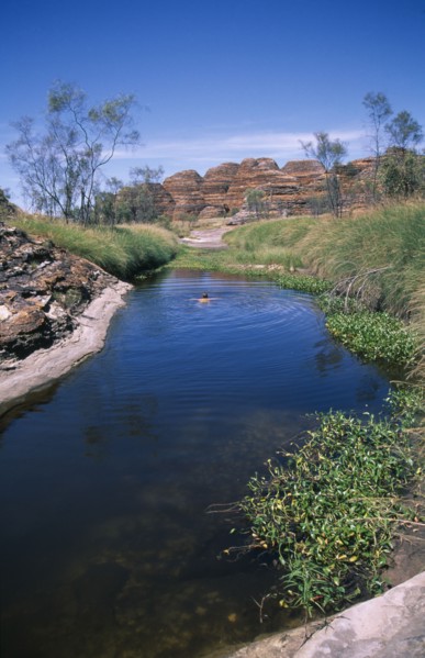 AUSTRALIA, Western , Kimberley, Purnululu or Bungle Bungle Cathedral Gorge with a man swimming in