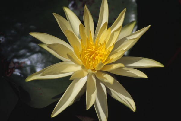 PLANTS, Flower, Water, Yellow Water Lilly flower