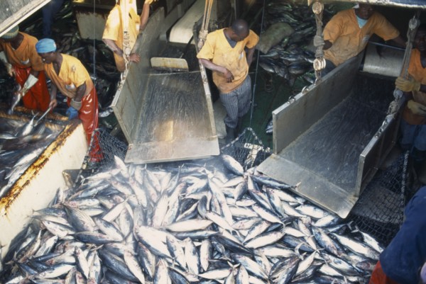 IVORY COAST, Abidjan, Unloading tuna from fishing boat in Abidjan port.