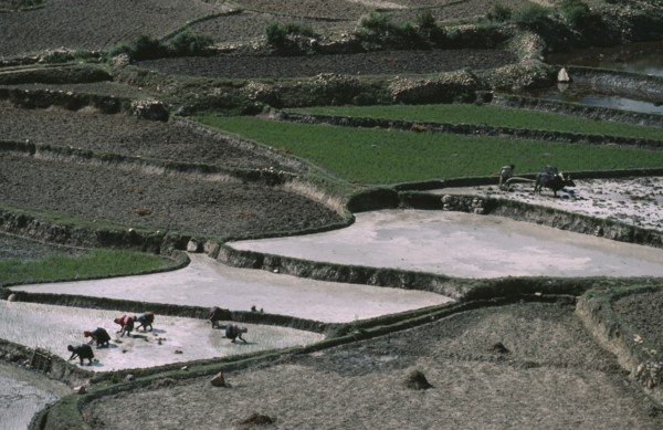 BHUTAN, Paro, Ploughing and planting paddy fields in terraced agricultural landscape.