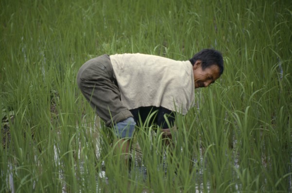 BHUTAN, Paro Valley, Man working in paddy field.