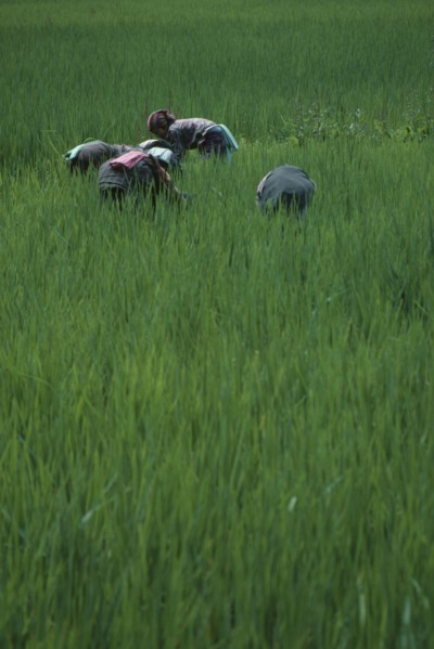 BHUTAN, Paro Valley, Women working in paddy field.