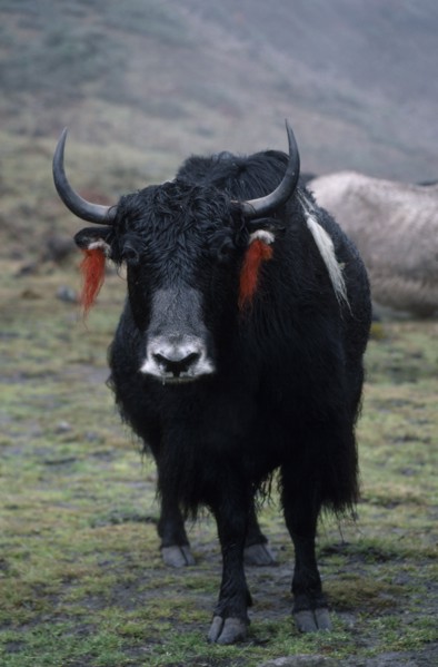 BHUTAN, Merag Sakteng, "Yak with red, woollen tassles attached to ears."