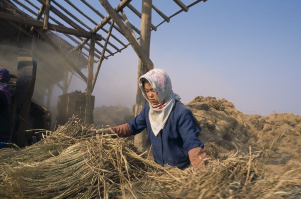 NORTH KOREA, North Hwanghhae Province, UNPA County, Girl harvesting flood damaged paddy