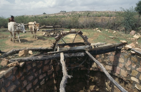 INDIA, Madhya Pradesh, Bundelkhand, Oxen powered Persian wheel drawing water from well.