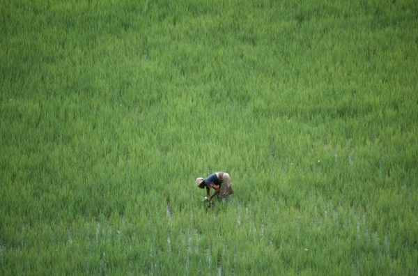 MADAGASCAR, Farming, Woman working in rice paddy near Antananarivo.