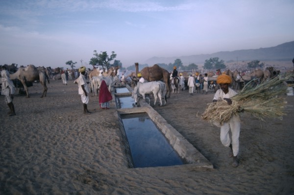 INDIA, Rajasthan, Pushkar, Cattle and camels brought to water in evening during fair.