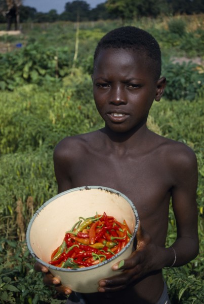 GAMBIA, Agriculture, Boy holding bowl of chillies