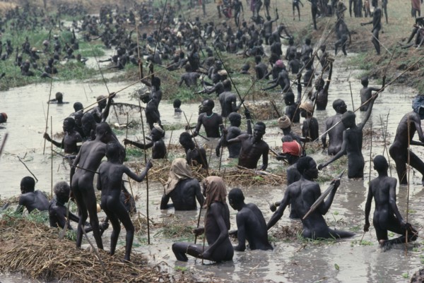 SUDAN, Tribal People, Dinka fishing festival.  Mass of fishermen in waist level water using spears