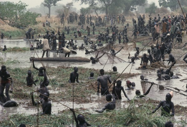 SUDAN, Tribal People, Dinka fishing festival. Mass of tribesmen in waist level water using spears