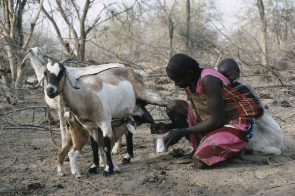 SUDAN, South Darfur, Farming, Baggara Arab nomad woman from the Beni Halba tribe milking goat with