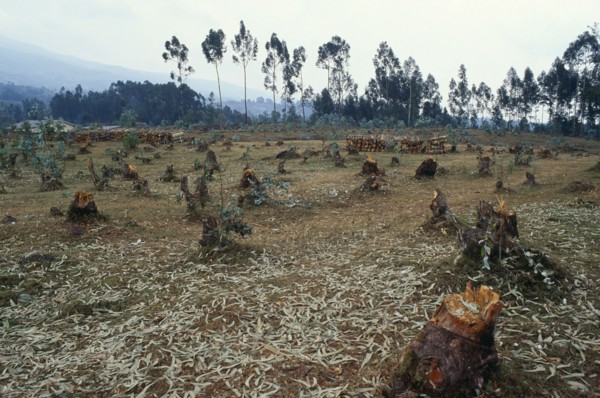 RWANDA, North, Gitwa, "Area of deforestation, stumps of trees felled for firewood."