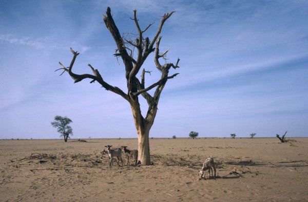 NIGER, Sahel, Barren landscape with dead tree and goats tryinfg to find something to eat during