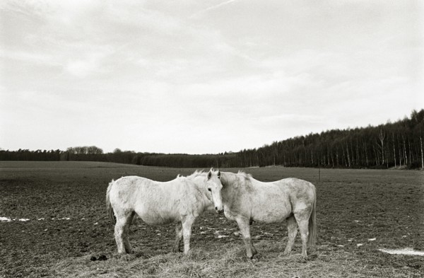 BELGIUM, Brussels ##END 90, Domaine Solvay, Two Horses standing face to face in an empty field.