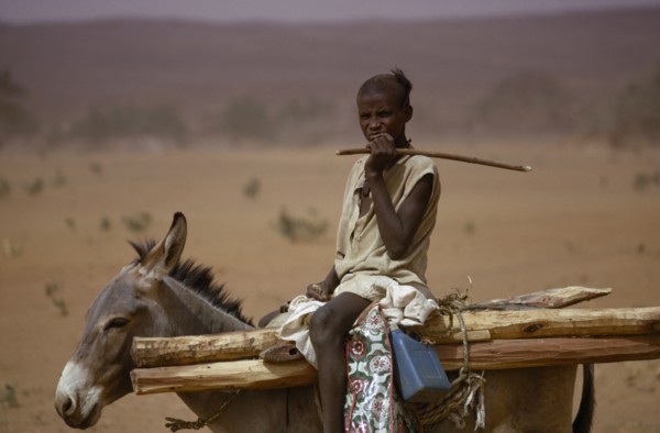 NIGER, People, Children, Young boy on donkey carrying wooden stakes near Bouza.