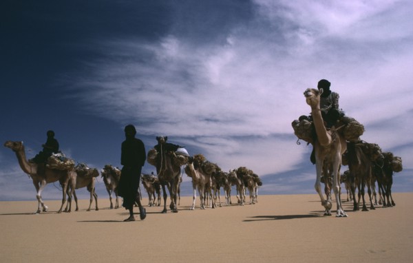 NIGER, Transport, Animals, Tuareg camel caravan.
