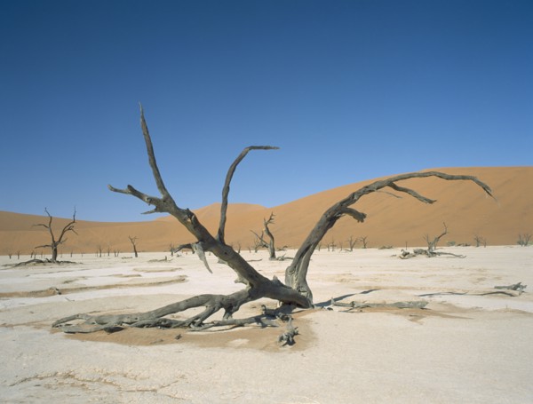 NAMIBIA, Namib Desert, Sossusvlei, Deadvlei. Dried up salt pan and 5000 year old tree stumps. Sand