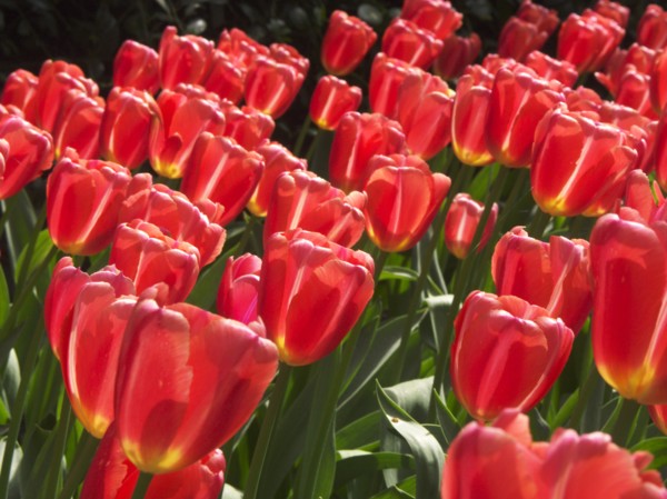HOLLAND, South Holland, Keukenhof Gardens, "Tulips,  Ninja variety."